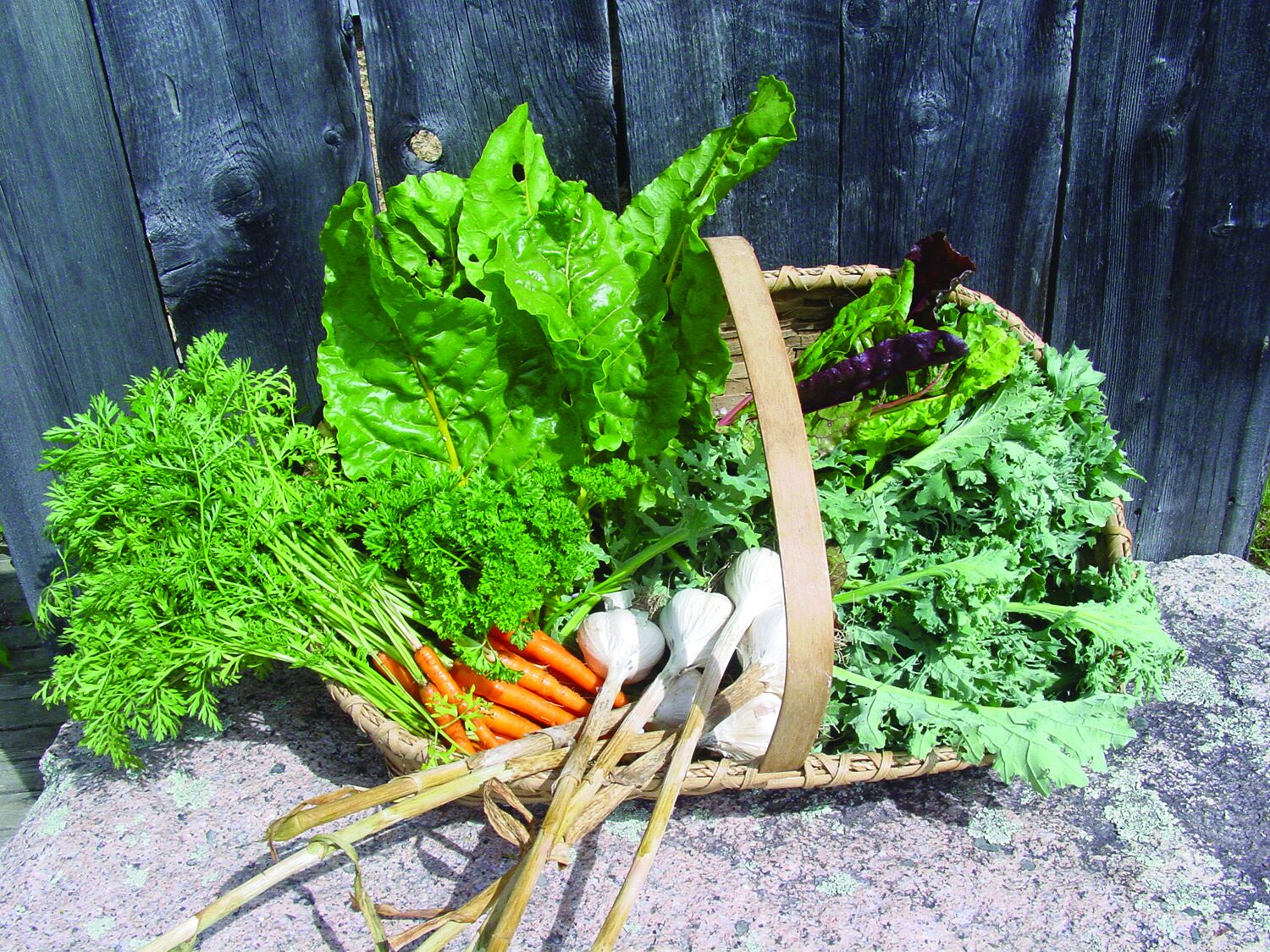 More Thoughts While Weeding: Wise watering is key to success in gardening